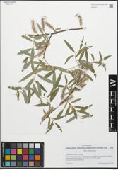 Foto von Salix wilhelmsiana M. Bieb.